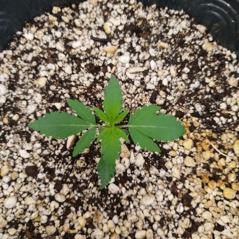 Tangie Feminized growlog timeline photo
