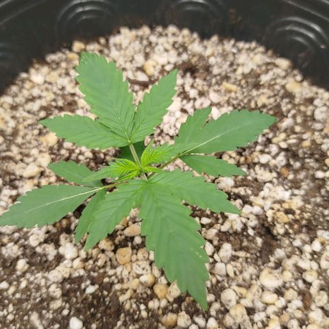 Tangie Feminized growlog timeline photo