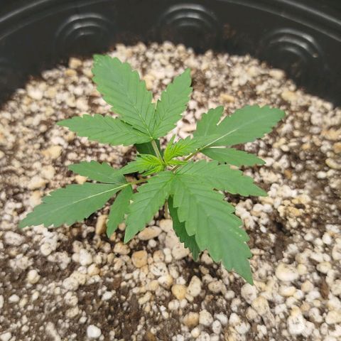 Tangie Feminized growlog timeline photo