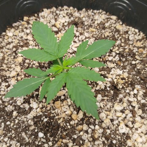 Tangie Feminized growlog timeline photo