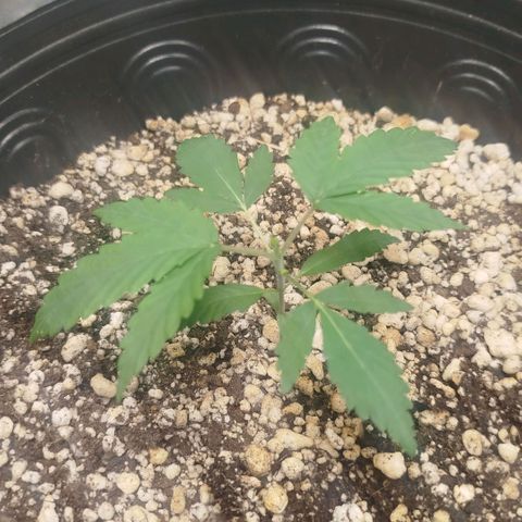 Tangie Feminized growlog photo: Poda fim 🔚