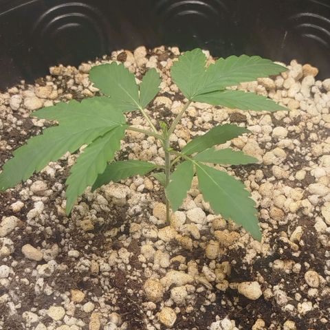 Tangie Feminized growlog photo: Poda fim 🔚