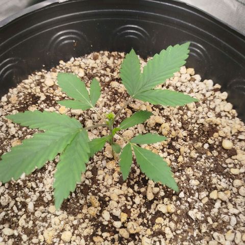 Tangie Feminized growlog timeline photo