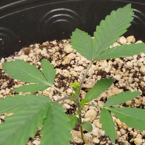 Tangie Feminized growlog timeline photo