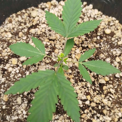 Tangie Feminized growlog timeline photo