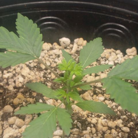 Tangie Feminized growlog timeline photo