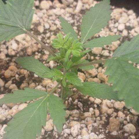 Tangie Feminized growlog timeline photo