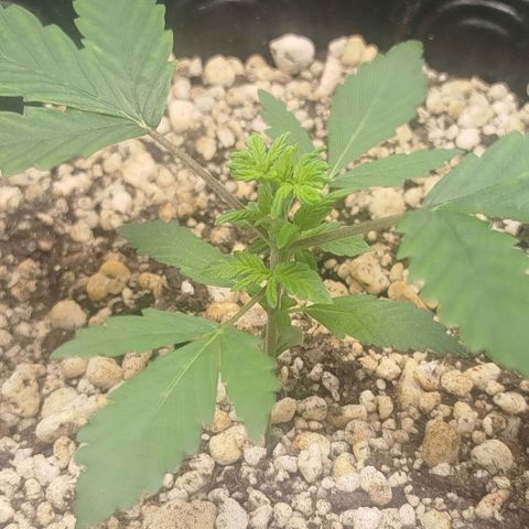 Tangie Feminized growlog timeline photo
