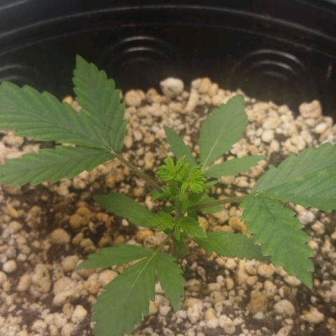 Tangie Feminized growlog timeline photo
