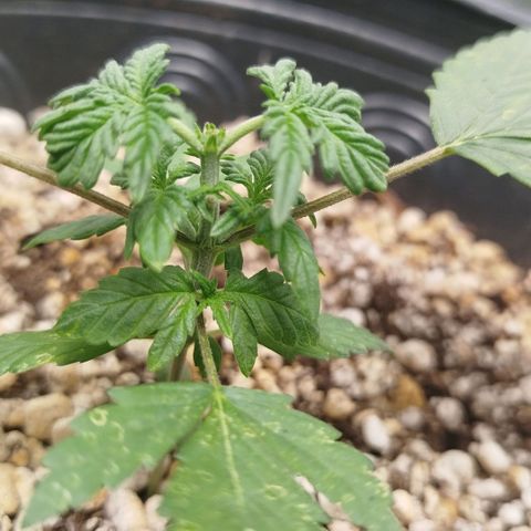 Tangie Feminized growlog timeline photo