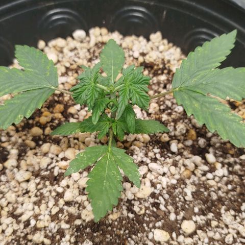 Tangie Feminized growlog timeline photo