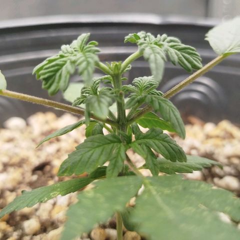 Tangie Feminized growlog timeline photo