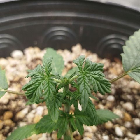 Tangie Feminized growlog timeline photo