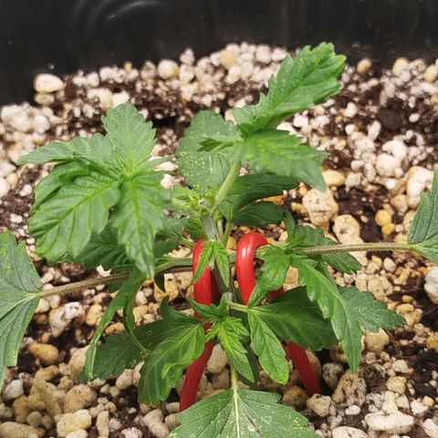Tangie Feminized growlog timeline photo