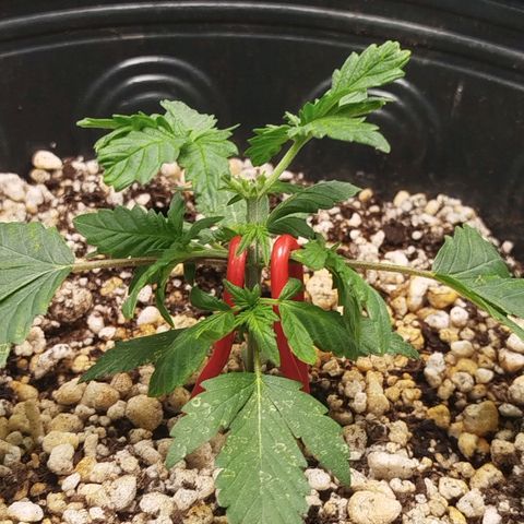 Tangie Feminized growlog timeline photo
