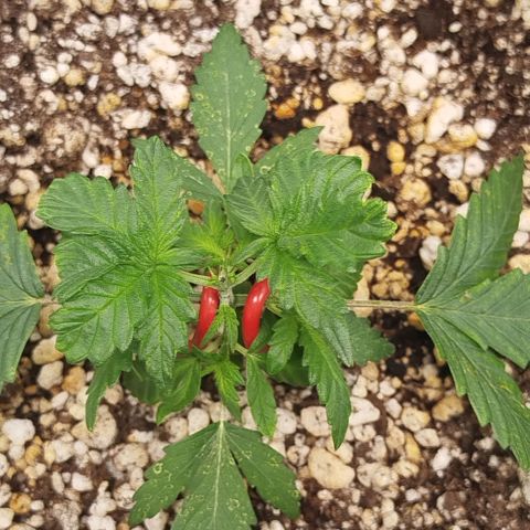 Tangie Feminized growlog timeline photo