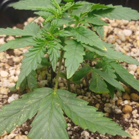 Tangie Feminized growlog timeline photo