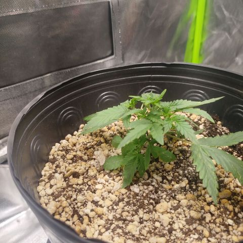 Tangie Feminized growlog timeline photo