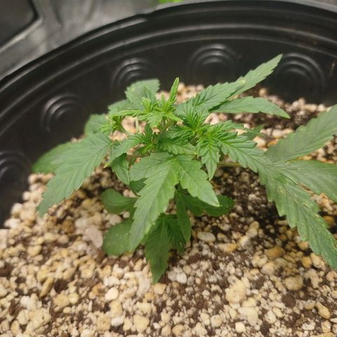 Tangie Feminized growlog timeline photo