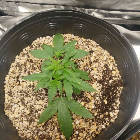 Tangie Feminized growlog timeline photo