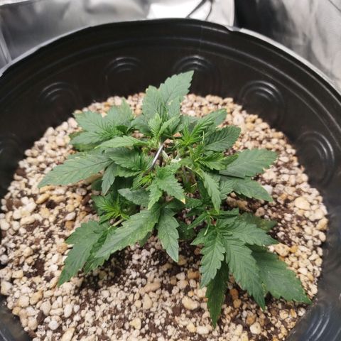Tangie Feminized growlog timeline photo