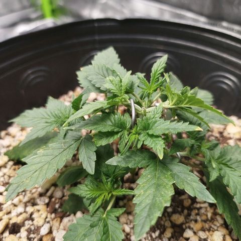 Tangie Feminized growlog timeline photo