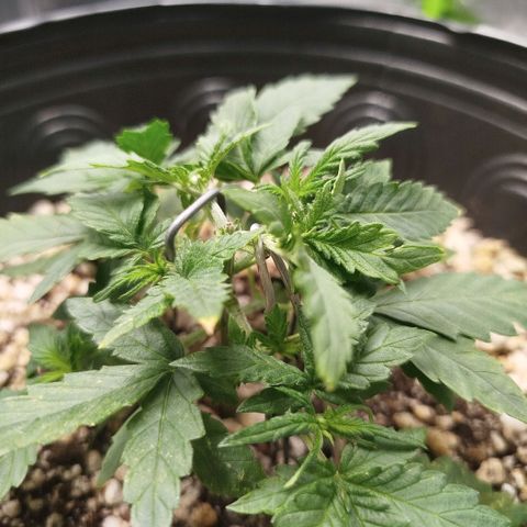 Tangie Feminized growlog timeline photo