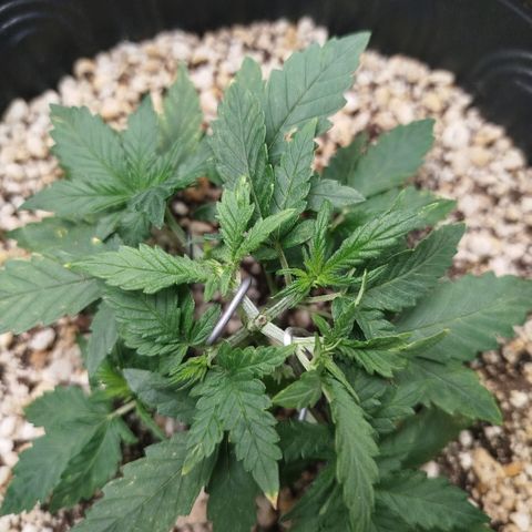 Tangie Feminized growlog timeline photo