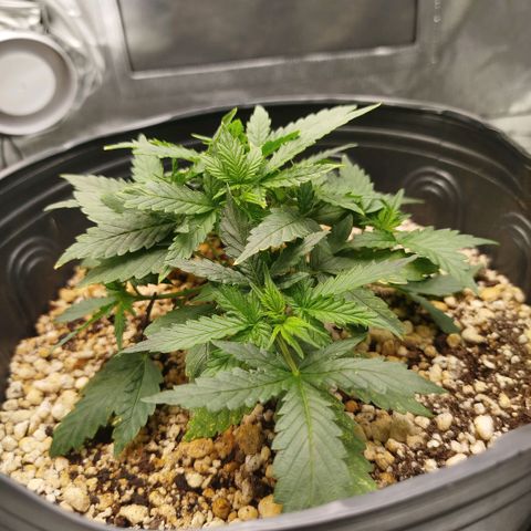 Tangie Feminized growlog timeline photo