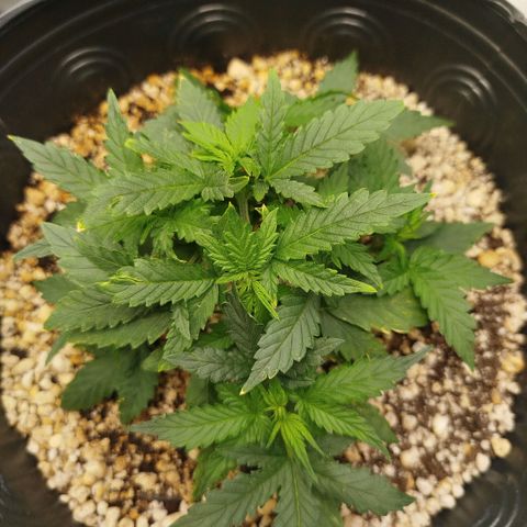 Tangie Feminized growlog timeline photo