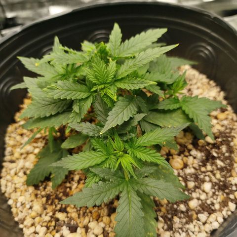 Tangie Feminized growlog timeline photo
