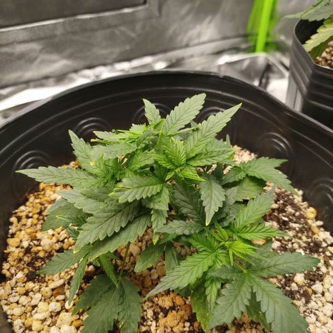 Tangie Feminized growlog timeline photo