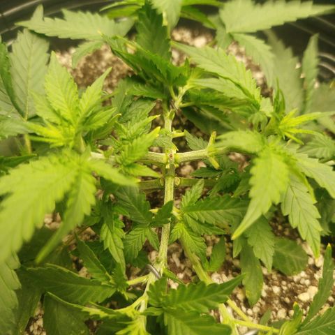 Tangie Feminized growlog timeline photo