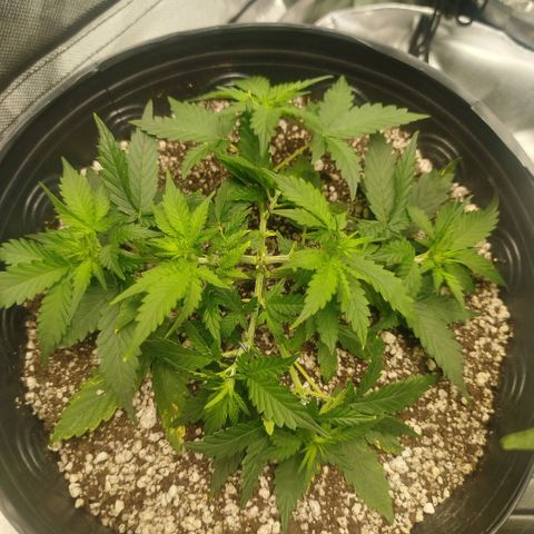 Tangie Feminized growlog timeline photo