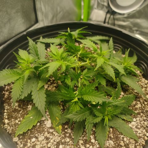 Tangie Feminized growlog timeline photo