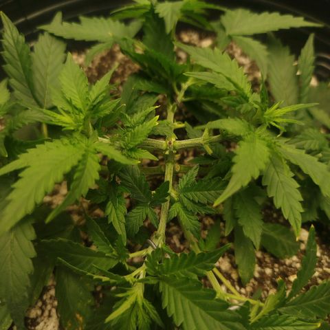 Tangie Feminized growlog timeline photo