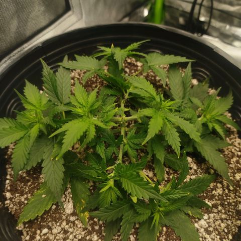 Tangie Feminized growlog timeline photo