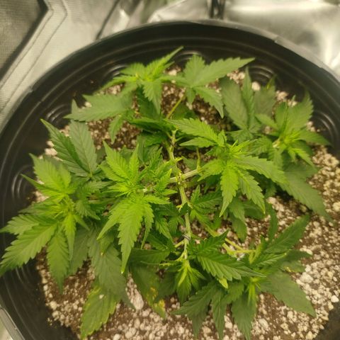 Tangie Feminized growlog timeline photo