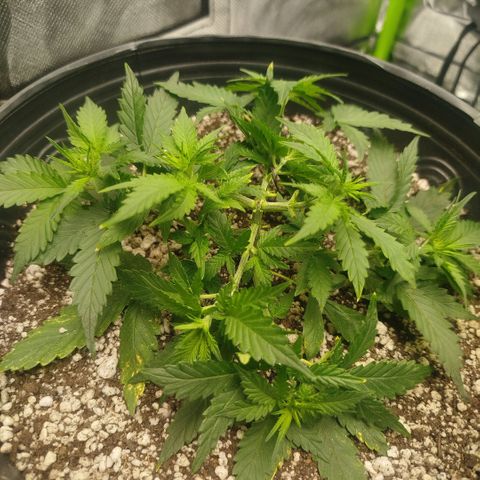 Tangie Feminized growlog timeline photo