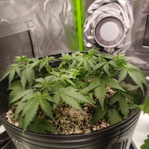 Tangie Feminized growlog timeline photo
