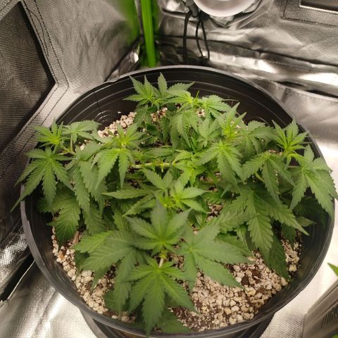 Tangie Feminized growlog timeline photo