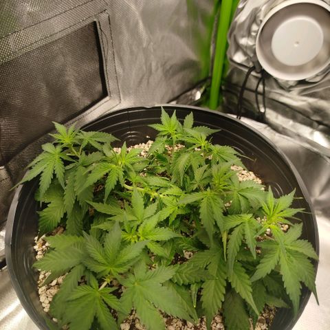 Tangie Feminized growlog timeline photo