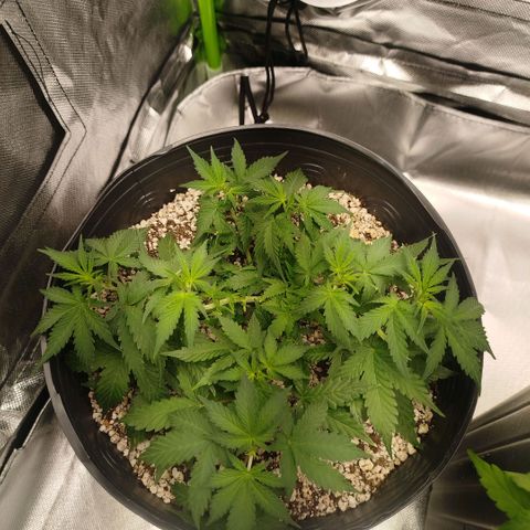 Tangie Feminized growlog timeline photo