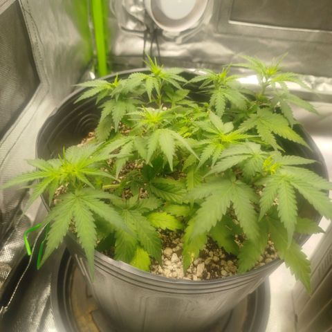 Tangie Feminized growlog timeline photo
