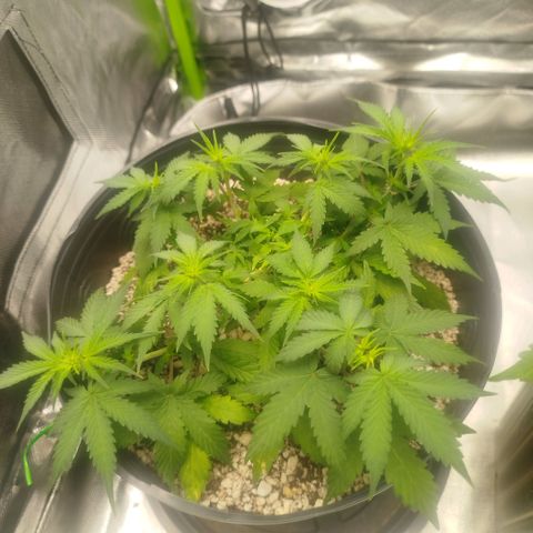 Tangie Feminized growlog timeline photo