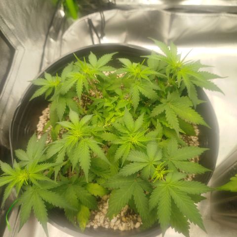 Tangie Feminized growlog timeline photo
