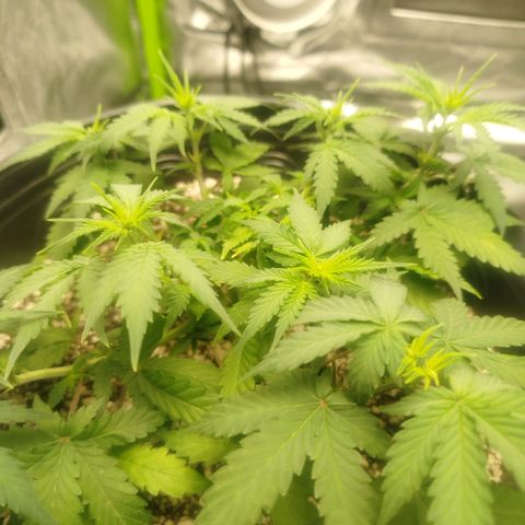 Tangie Feminized growlog timeline photo