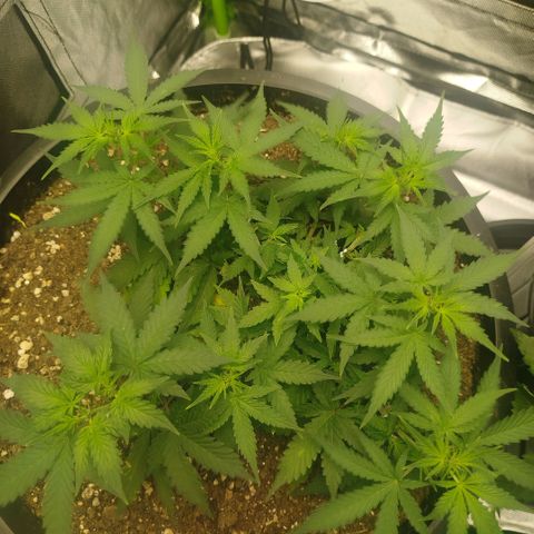 Tangie Feminized growlog timeline photo
