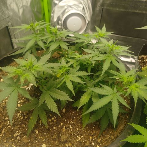 Tangie Feminized growlog timeline photo