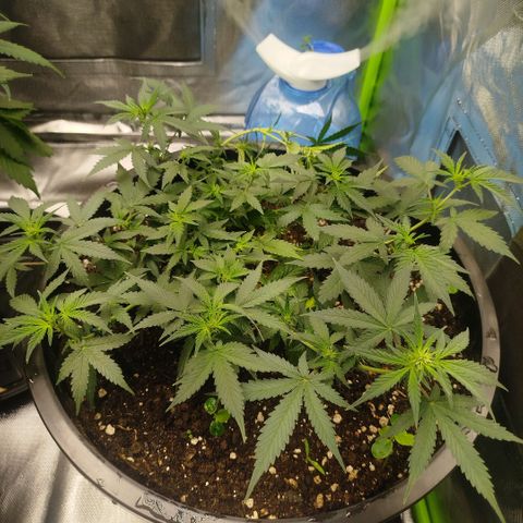 Tangie Feminized growlog timeline photo